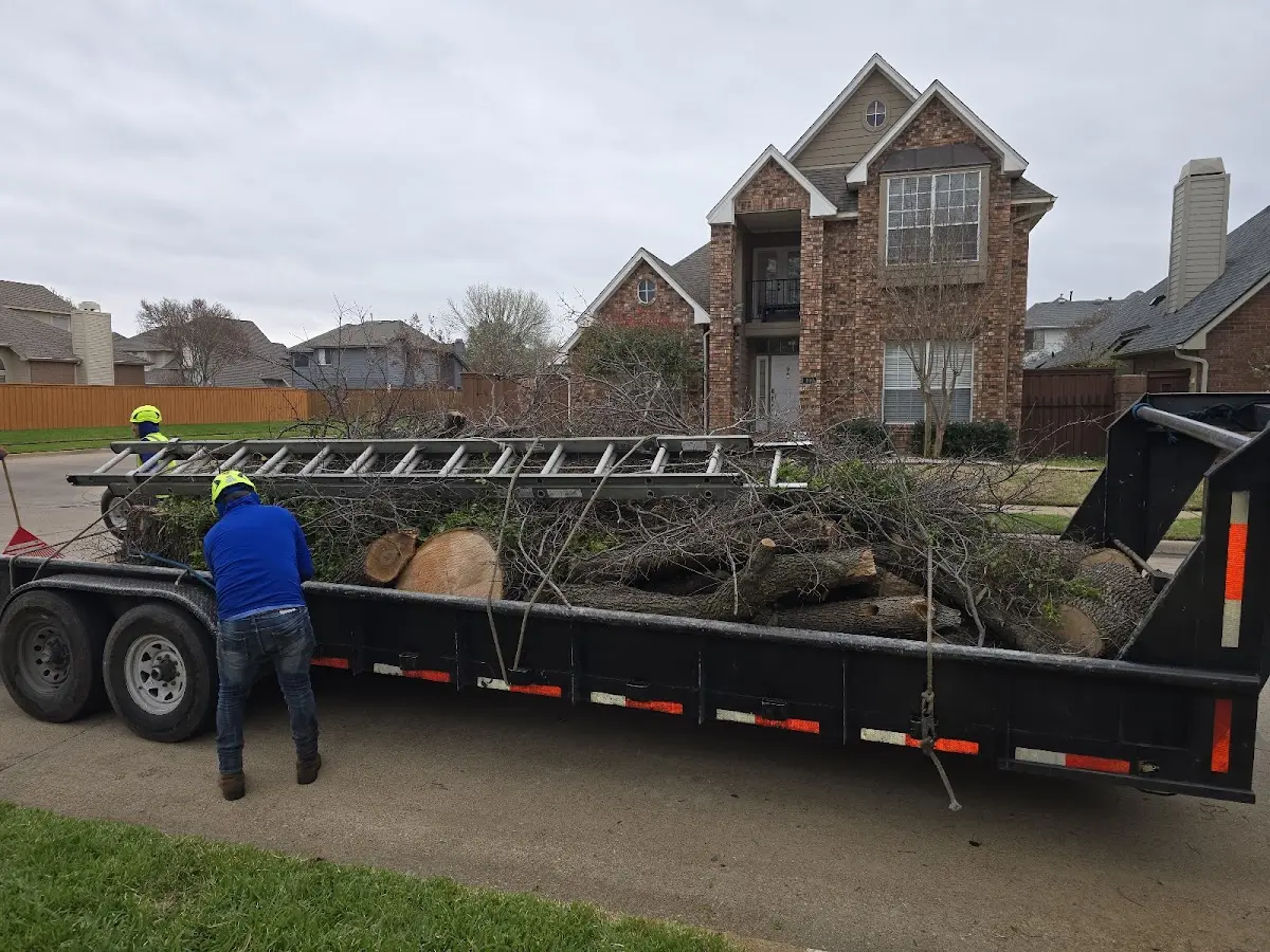 Expert Tree Removal with proper safety equipment in Haven